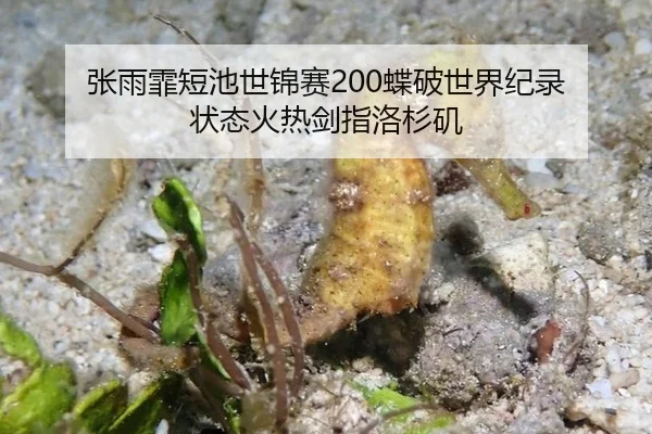 张雨霏短池世锦赛200蝶破世界纪录 状态火热剑指洛杉矶